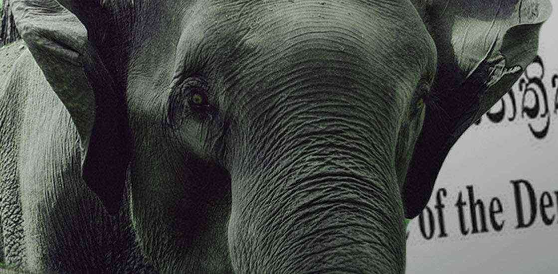 CA suspends registration of elephants