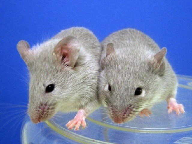 UK team tests China virus vaccine on mice