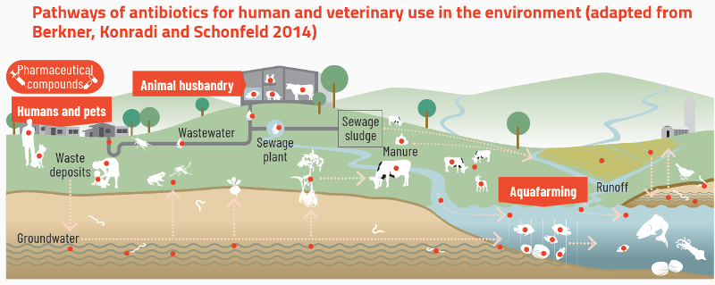 Pathway of antibiotics for human-UNEP