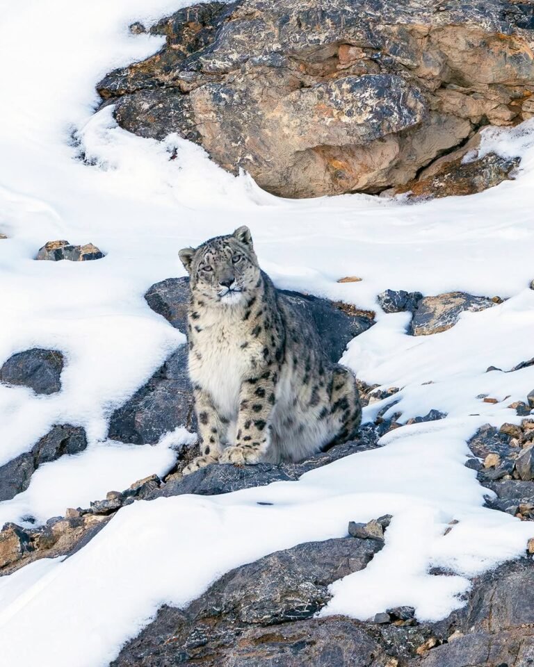 Pakistan is working to protect and preserve the snow leopard, Dr. Malik