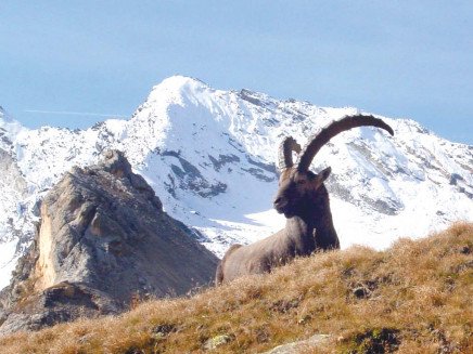 MoCC allocation of Trophy Hunting Quota 2025–26