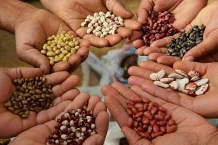 Seed sector reforms accelerate with a modernized regulatory framework