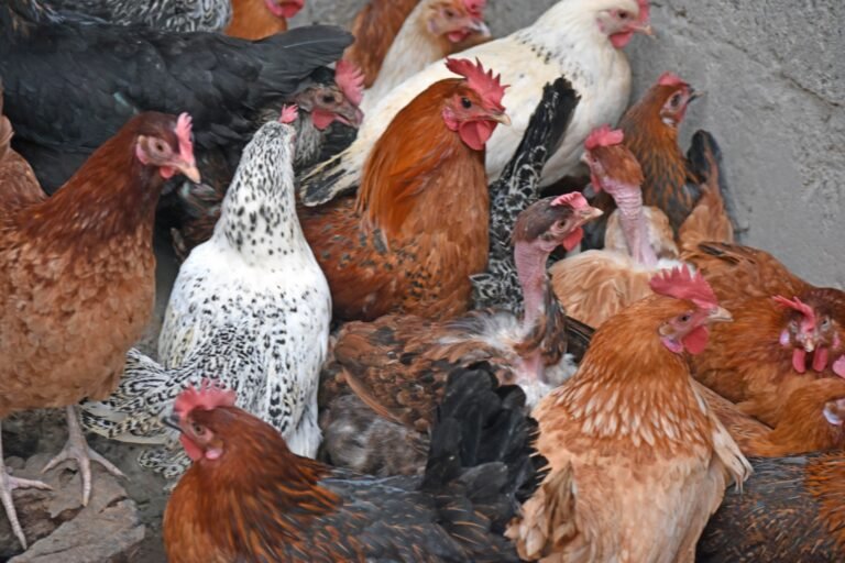 KSrelief concludes 2nd Phase of livestock-based economic empowerment project