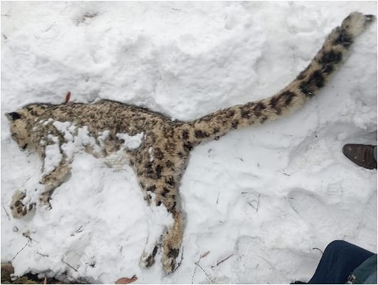 Snow Leopard’s Death in Chitral Reflects Improving Human–Wildlife Coexistence
