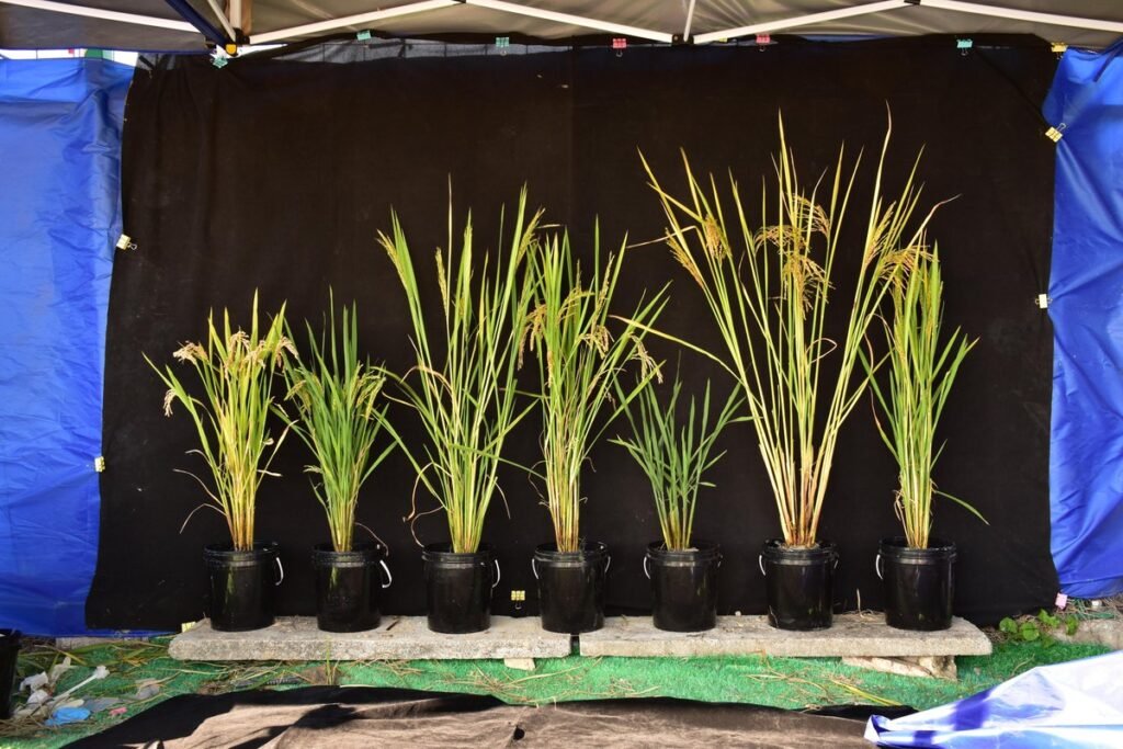 Chinese Scientists Achieve Breakthrough in Hybrid Rice Research
