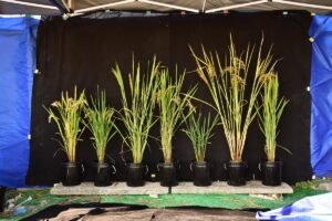 Chinese Scientists Achieve Breakthrough in Hybrid Rice Research