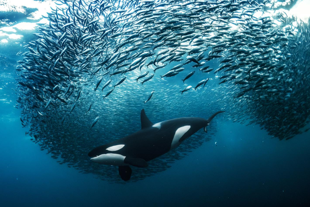 High Seas Treaty Enters Into Force After Two Decades Of Talks