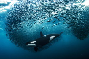 High Seas Treaty Enters Into Force After Two Decades Of Talks