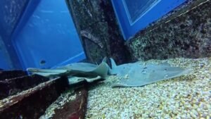 China Successfully Breeds 12 Critically Endangered Shovelnose Rays