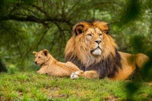 World Lion Day Highlights Urgent Need for Conservation