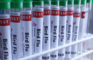 Australia Launches Bird Flu Vaccine Rollout