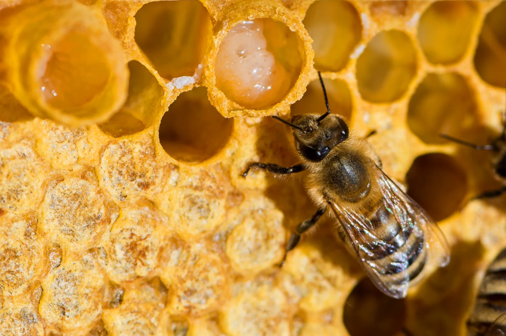 World Honey Bee Day: Protecting the Small Pollinators Behind Our Food