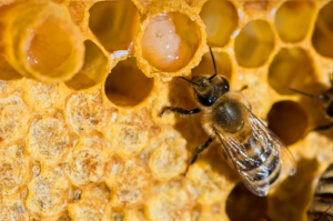 World Honey Bee Day: Protecting the Small Pollinators Behind Our Food