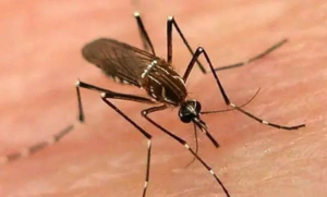 Dengue Cases Decline Across Peshawar Division After Prevention Drive