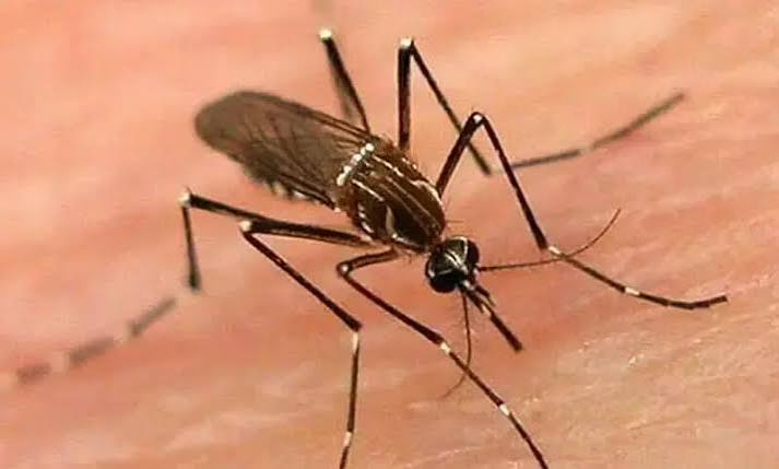 Dengue Cases Decline Across Peshawar Division After Prevention Drive