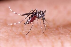 The Rising Dengue Threat: Why the World Must Act Now