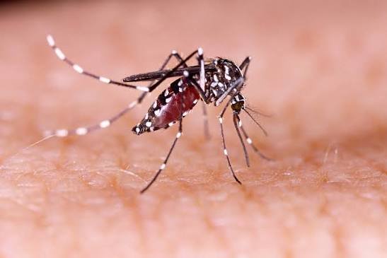 The Rising Dengue Threat: Why the World Must Act Now