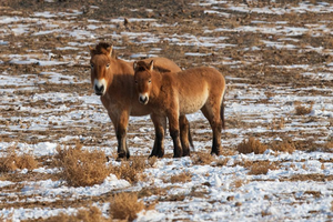 The Long Journey Back to the Wild: The Return of Przewalski’s Horses